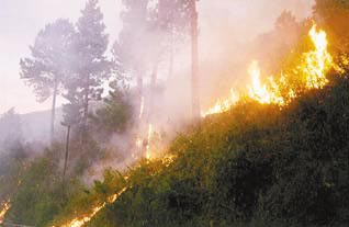kebakaran hutan Maraknya Pembakaran Hutan Kabut Tebal Selimuti Sejumlah Kawasan di Palas